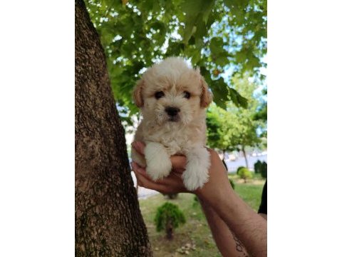 Maltipoo