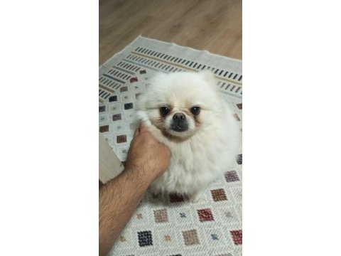 3 yaşında dişi pomeranian