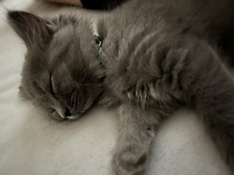 3 aylık british longhair sahiplendirme
