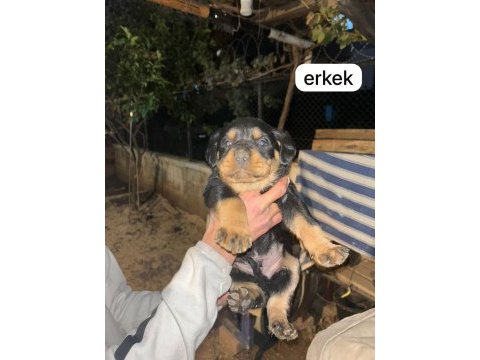 A kalite rottweiler bebeklerimiz
