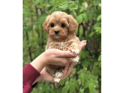 Şeker maltipoo yavrularımız