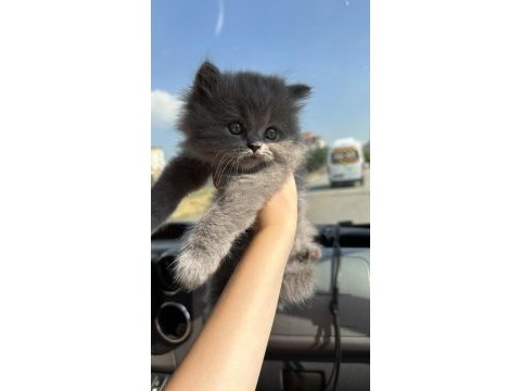 Top kafa british longhair