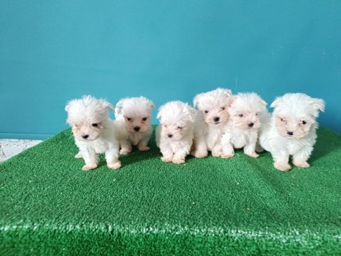 Maltese yavruları