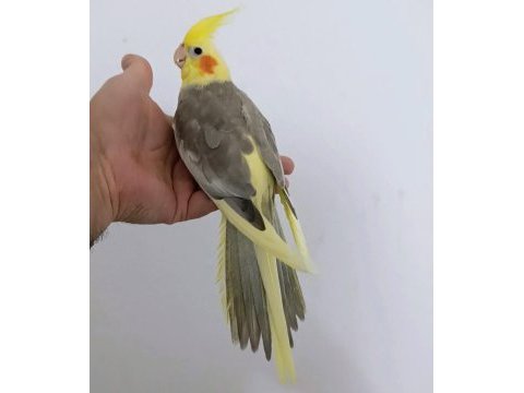 Yeni yeme düşen sultan papağanı yavrular