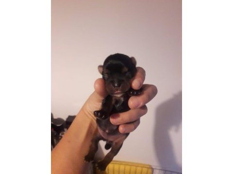 Yorkshire terrier bebekler