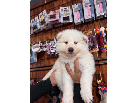 Mükemmel kalitede samoyed bebekler için acele edin