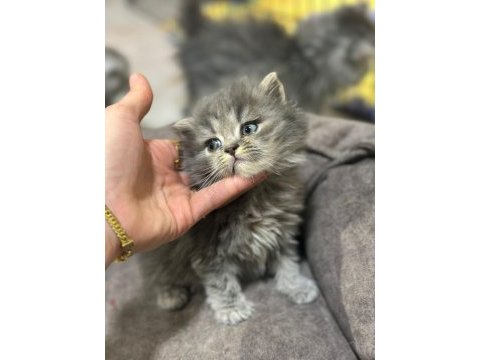 British longhair bize danışmadan yavru sahiplenmeyiniz