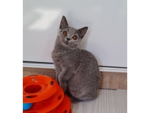 British shorthair yavruları