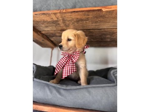 Şeker mi şeker golden retriever bebekler