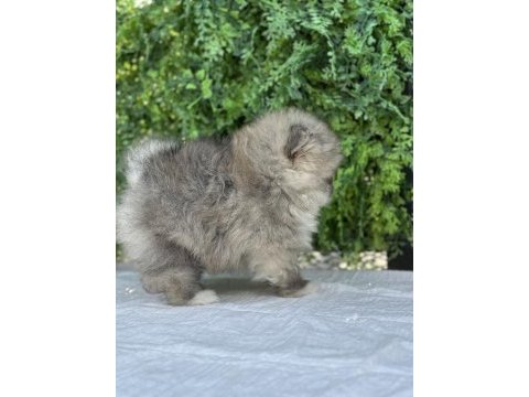 Teacup dişi pomeranian yavru
