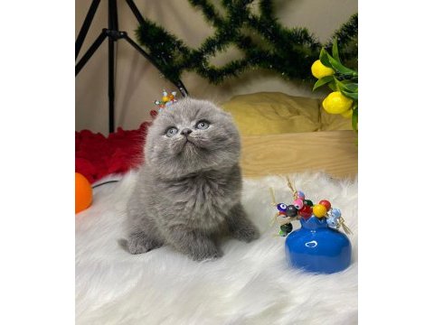 A kalite scottish fold bebek