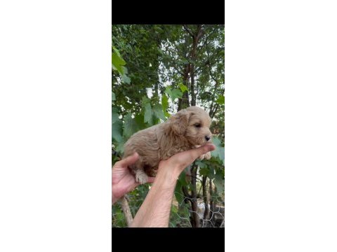 Mükemmel güzellikte maltipoo bebekler
