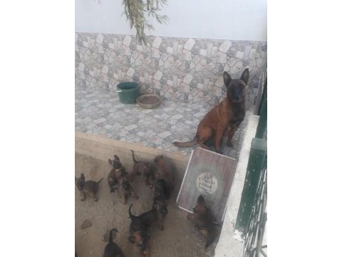 Belçika malinois yavruları hırslı