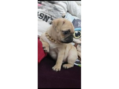 Köpekte kalite asla tesadüf değildir