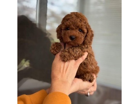 En sevimli toy poodle bebekler