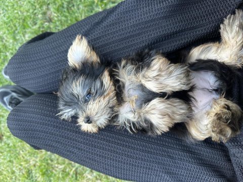 Orijinal prenses teacup yorkshire terrier