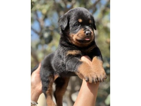 Harika anatomi rottweiler yavrular