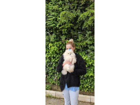Gözyaşı lekesiz pamuk gibi aşılı bi pomeranian