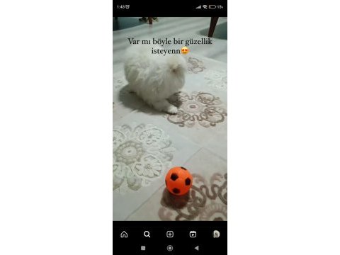 Pomeranian yavrumuuz