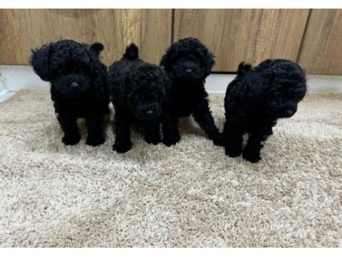 Toy poodle orjinal