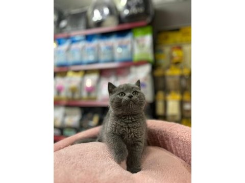 British shorthair 2 aylık kedimiz