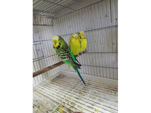Jumbo muhabbet kuşları 2 çift