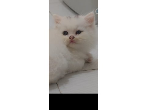 British longhair beyaz kedimiz