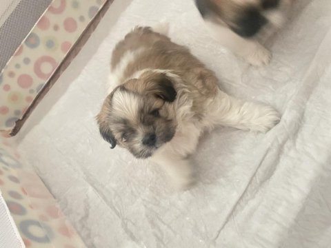 Shiranian melez köpekler