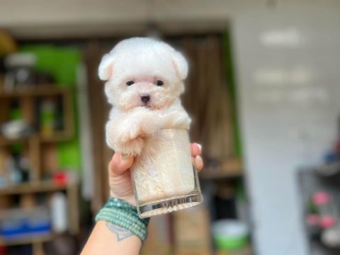 Maltipoo oğlumuz rolex