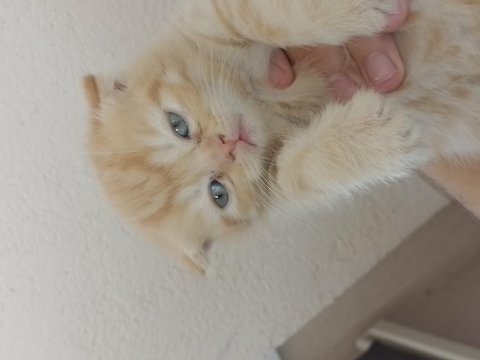 Yavru scottish fold kediler acil mama karşılığıda olur