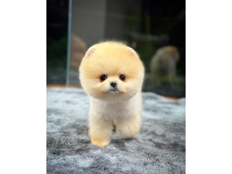 Safkan oyuncu kore pomeranian yavrularımız