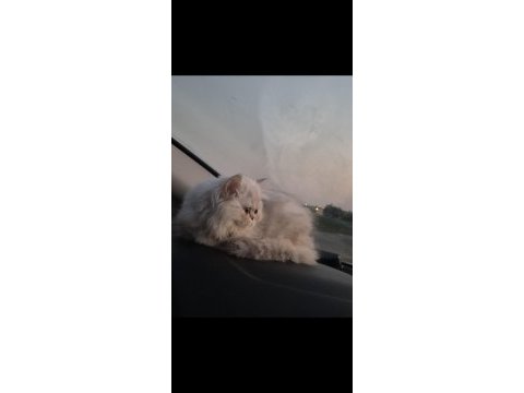 Dünyalar güzeli safkan yavru british longhair ns11