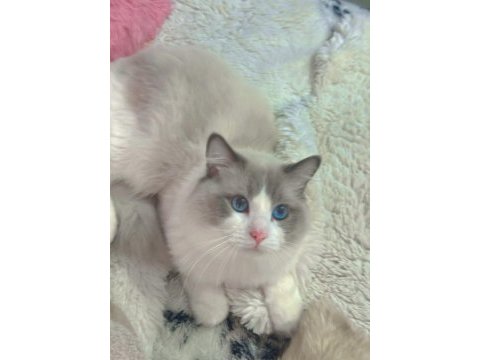 Anne altından safkan ragdoll yavru kediler