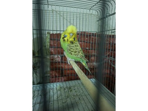 Çek jumbo şov jumbo albino muhabbet kuşu