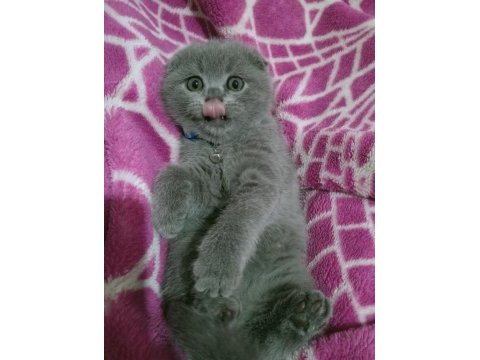 Top kafa ayı surat scottish fold oyuncu bebeğimiz