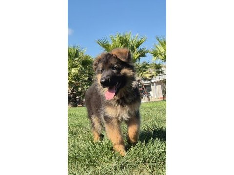 Sağlık ve ırk garantili alman kurdu yavruları