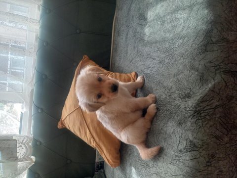 Sevimli yavru golden retriever