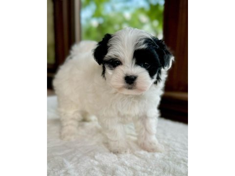 Morkie mavi boncuklarım kore