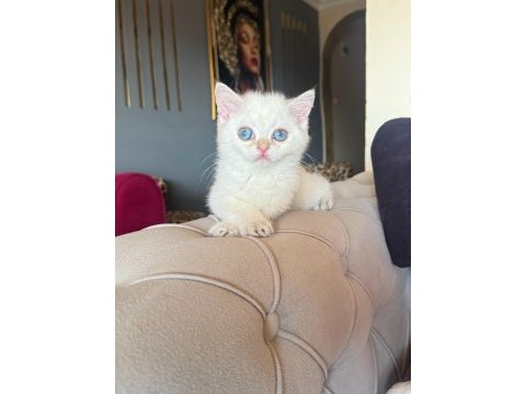 Safkan british shorthair golden point bebek