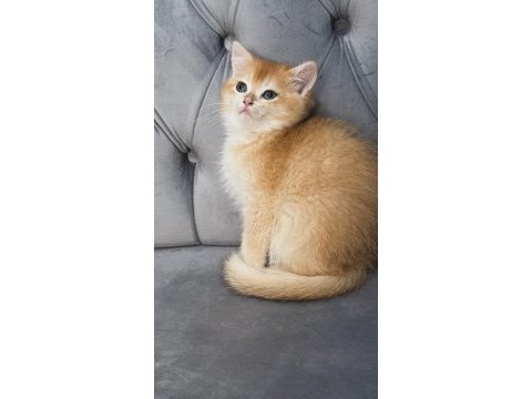Ny11 ve ay11 safkan british shorthair golden bebekler
