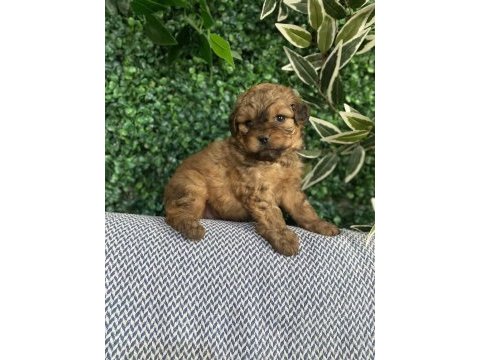 Tatlı mı tatlı maltipoo yavruları