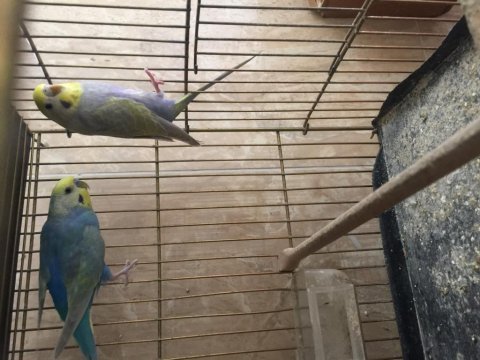 Çift takımlar yavruya garanti rainbow show jumbo muhabbet