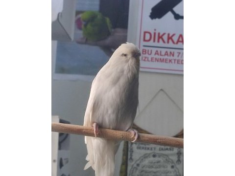 Sow jumbo muhabbet kuşu