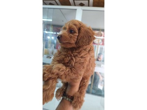 Irk ve sağlık garantili maltipoo yavrumuz