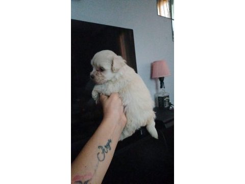 Dişi kore maltese terrier