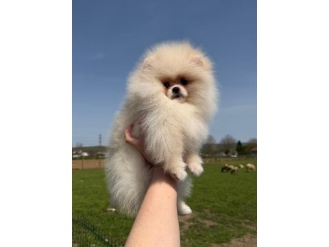 Safkan pomeranian boo yavruları