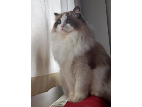 Safkan ragdoll bebekler