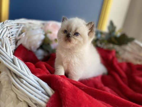 A+ show kalite british shorthair chocolate yavrumuz