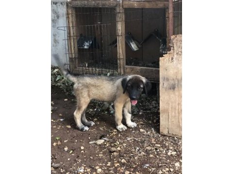 Kara kırçıl kangal erkek yavru balbazar