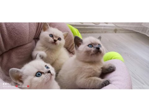 British blue point